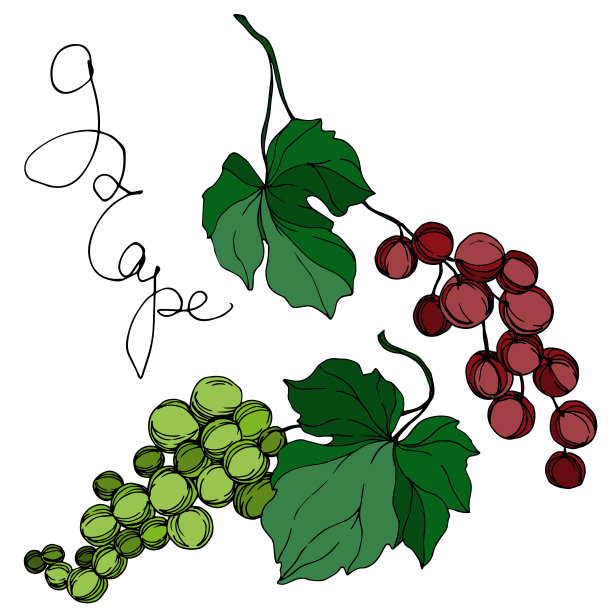 矢葡萄浆果健康食品。黑白篆刻水墨艺术。孤立葡萄插图元素。图片下载
