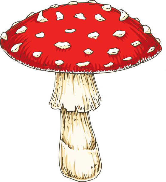 红鹅膏蝇木耳蘑菇图片下载