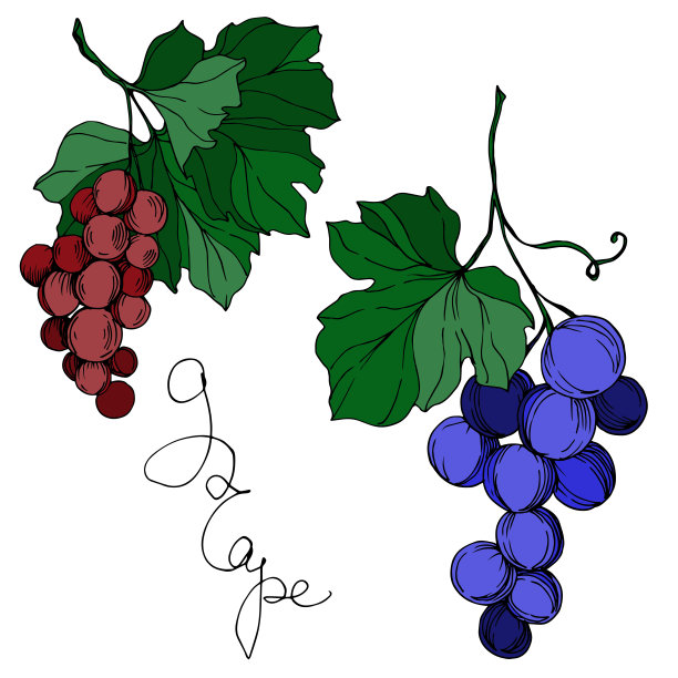 矢葡萄浆果健康食品。黑白篆刻水墨艺术。孤立葡萄插图元素。图片下载