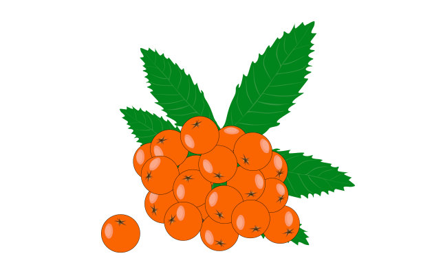 花葶分枝，叶子和浆果孤立在白色背景上。一堆新鲜的花楸。图片下载