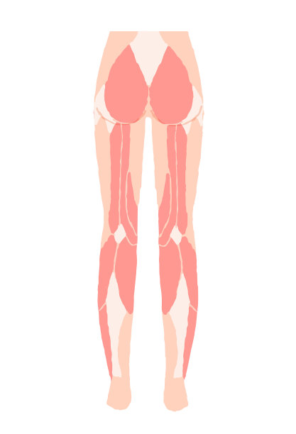 下半身肌肉是什么样子图片下载