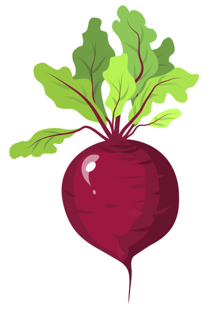甜菜像绿色的叶子。红甜菜根。图片下载