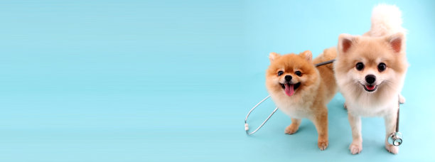 可爱的小博美犬与听诊器作为兽医在蓝色的背景。图片下载