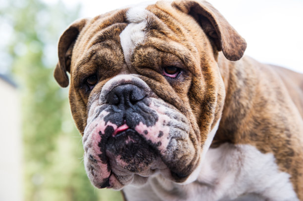 Wrinkly-faced斑纹斗牛犬图片下载