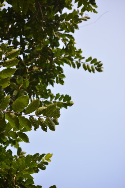 树叶孤立的天空背景图片下载