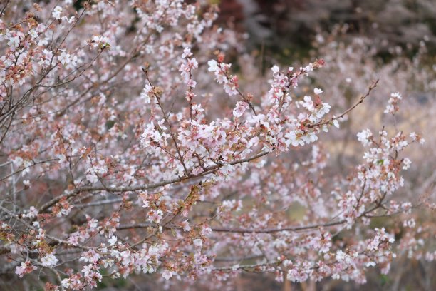 樱花树转樱花盛开，全框照片好为粉红色的背景在日本。图片下载