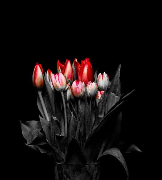 红色和黑色的郁金香图片下载