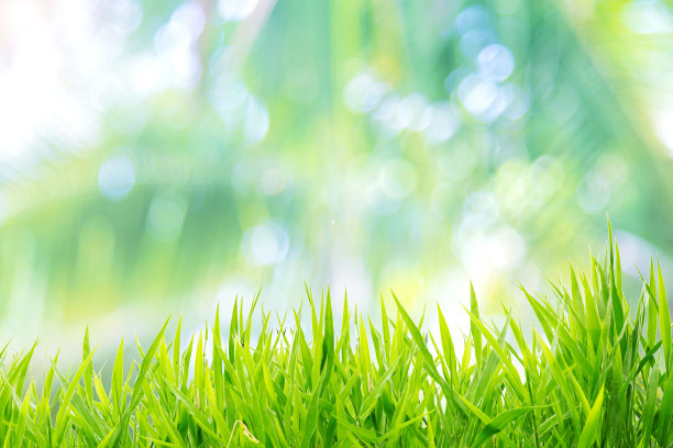 春天或夏天和草地有阳光的背景图片下载