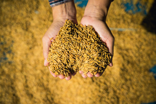 收割后，农民双手捧着稻谷。图片下载