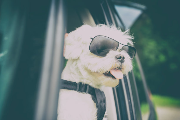 狗在车里旅行图片下载