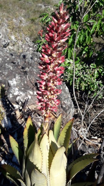 绿色植物，红枝图片下载