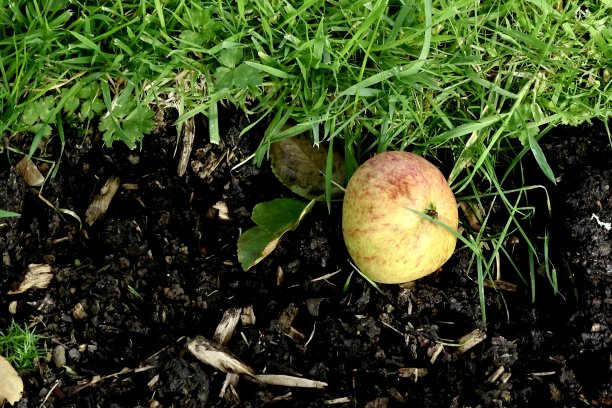 传统英国苹果图片下载