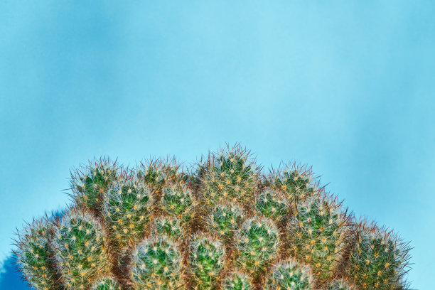 绿色仙人掌夏季风格。艺术设计。黄色背景图片下载