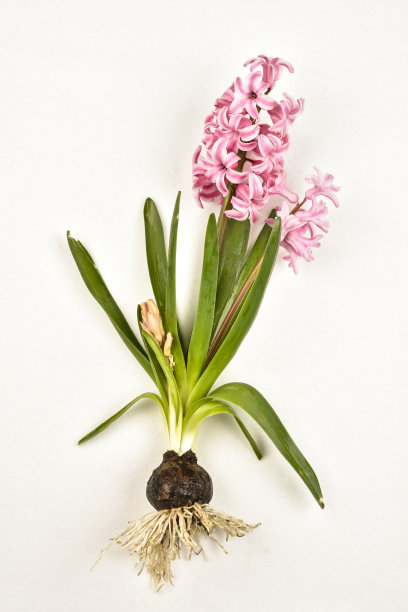 风信子图片下载