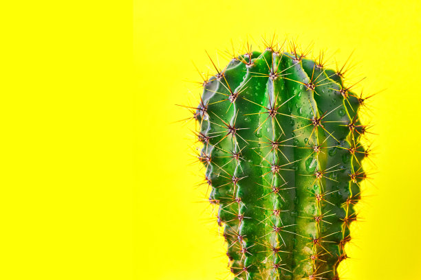 绿色仙人掌夏季风格。艺术设计。黄色背景图片下载