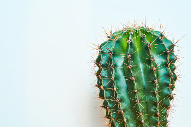 绿色仙人掌夏季风格。艺术设计。黄色背景图片下载