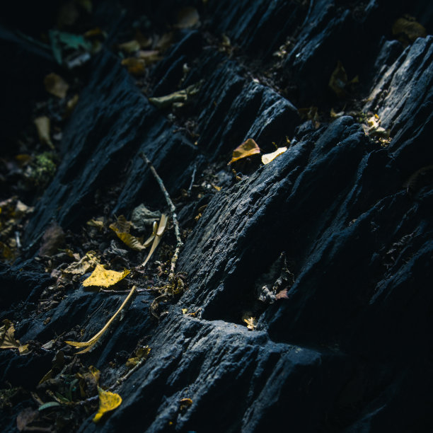 有叶子的岩层图片下载