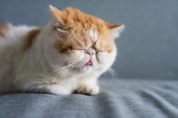 黄色异国短毛猫睡在沙发上图片下载