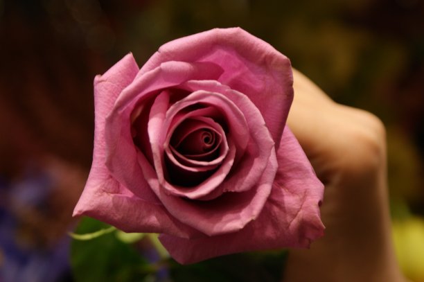 绿色的花园里有粉红色的玫瑰图片下载