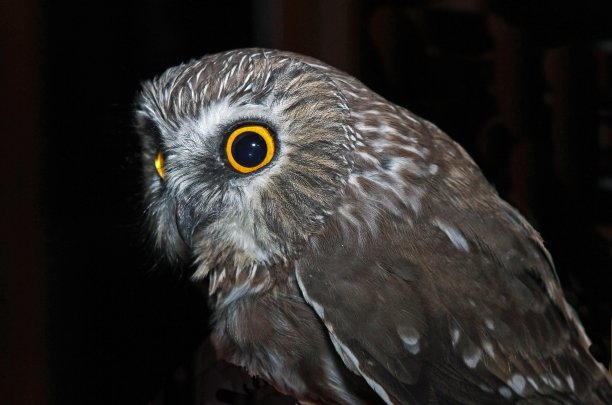 坐着的猫头鹰，大眼睛图片下载