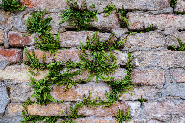巨大的绿色植物墙。青苔质朴的石墙特写照片纹理。石头上的绿色苔藓特写图片下载