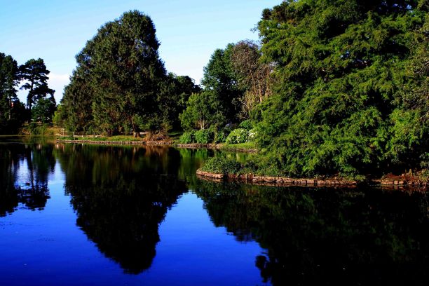 湖边绿树成荫的树冠图片下载