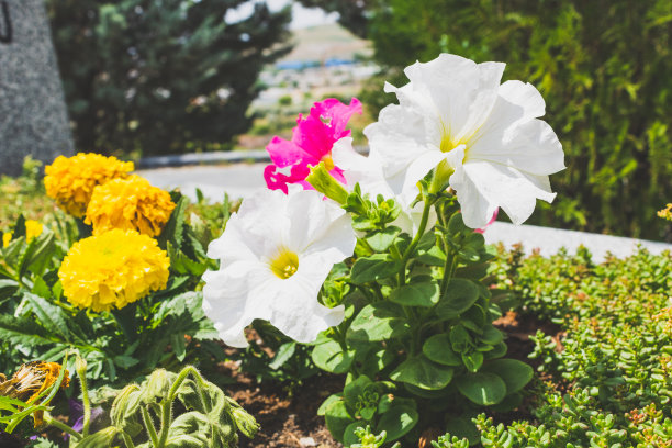 花的颜色和春天的夏天图片下载