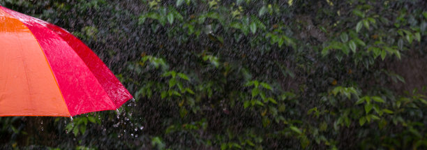 banner宽大红色雨伞雨水飞溅灌木丛图片下载