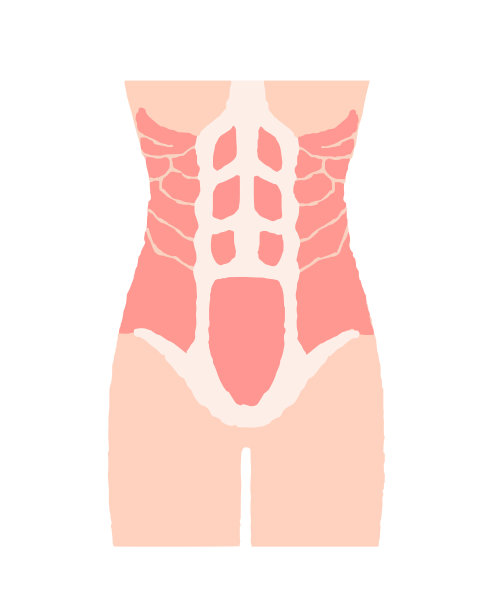 躯干肌肉看起来如何图片下载