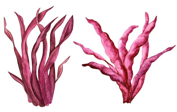 水彩红海草图片下载