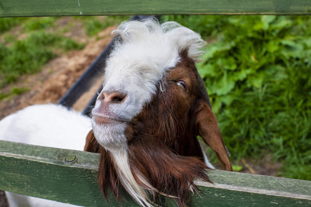 基思的山羊图片下载