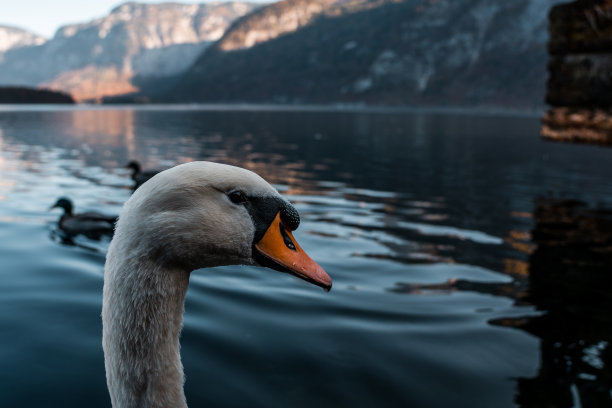 美丽的哈尔斯塔特湖上的天鹅，特写奥地利哈尔斯塔特湖上的天鹅，令人惊叹的野生动物图片图片下载