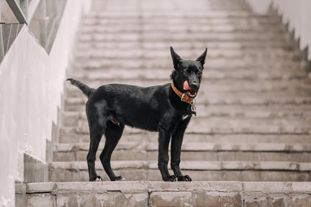 黑色混血小狗在户外的台阶上摆姿势图片下载