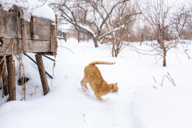 冬天。红猫在雪中跳跃图片下载