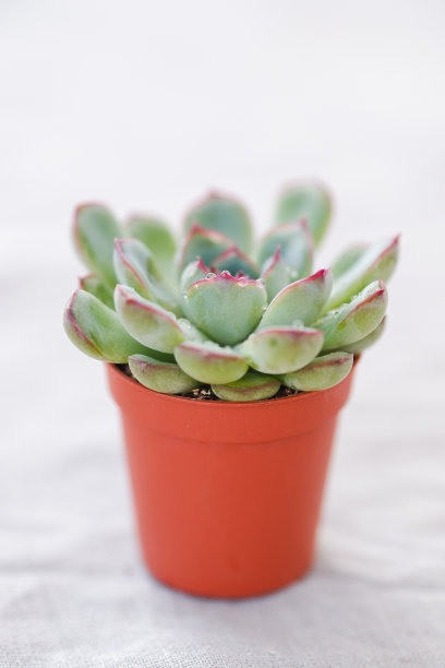 多汁的月季在一个盆中孤立的白色背景。图片下载