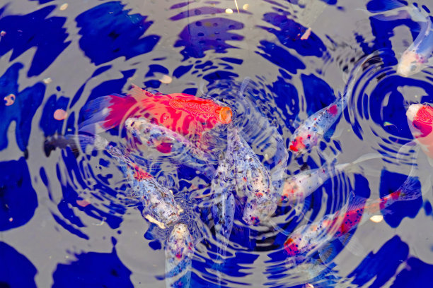 在池塘里游泳的锦鲤图片下载