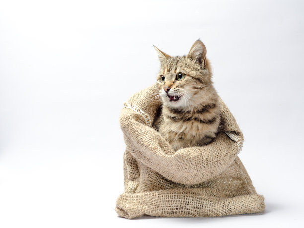 白色背景的布袋里绿眼睛的斑猫图片下载