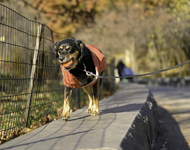 狗和球在墙上走图片下载