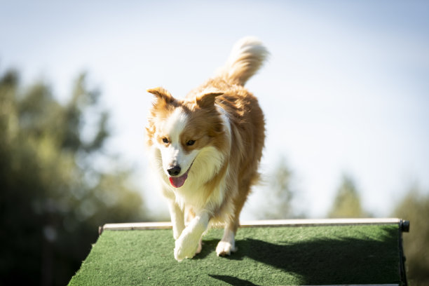 狗肖像图片下载