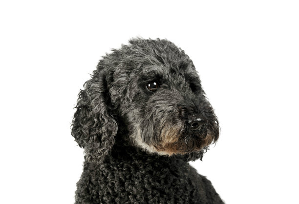 一个可爱的普米的肖像向下看奇怪地孤立在白色的背景图片下载