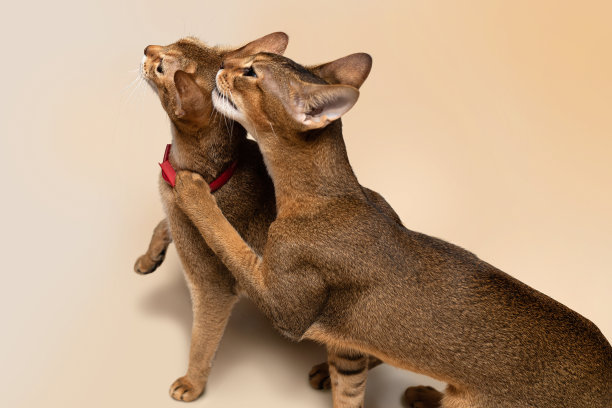 两只阿比西尼亚猫抬头仰望，等待食物，朋友和对手图片下载