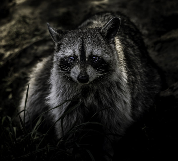 和浣熊先生意见一致图片下载