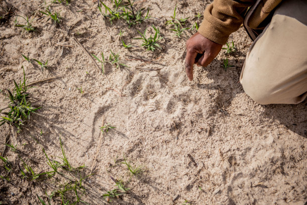 狮子脚印图片下载
