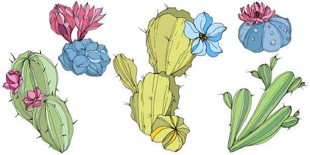 矢仙人掌花植物花。青、蓝雕刻水墨艺术。孤立的仙人掌插图元素。图片下载