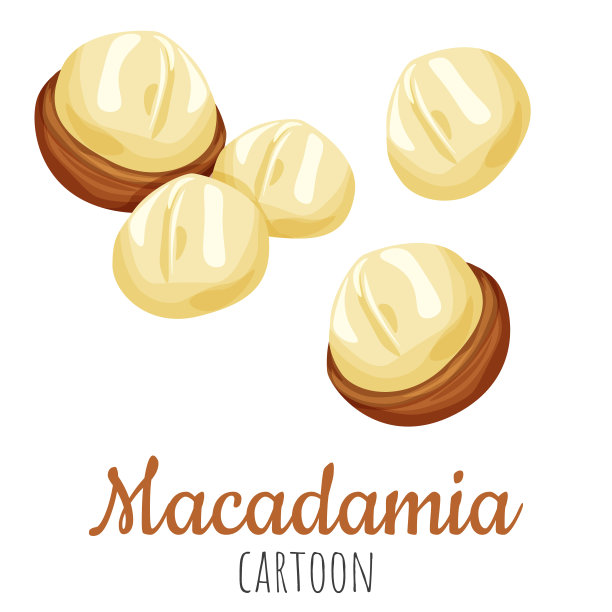 澳洲坚果卡通矢量插图，孤立近距离逼真的彩色坚果。图片下载