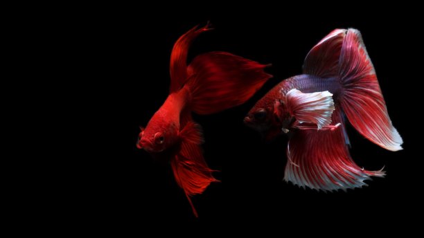 β splendens的战斗图片下载