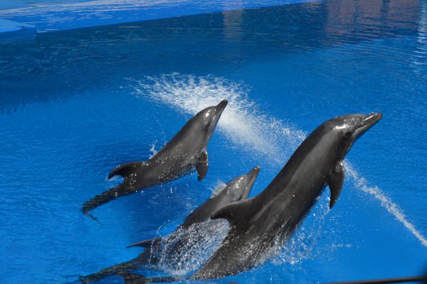在德班的ushaka海洋世界的海豚表演图片下载