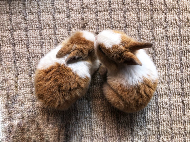 小兔子图片下载