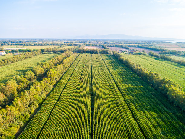 用四轴飞行器拍摄的农田照片图片下载