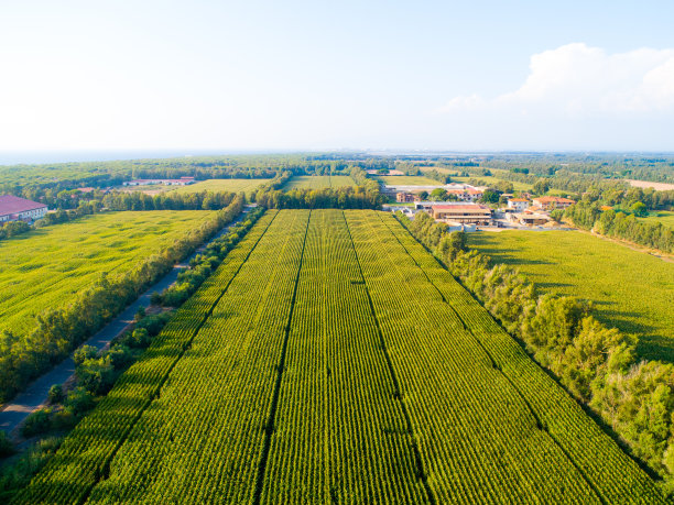 用四轴飞行器拍摄的农田照片图片下载